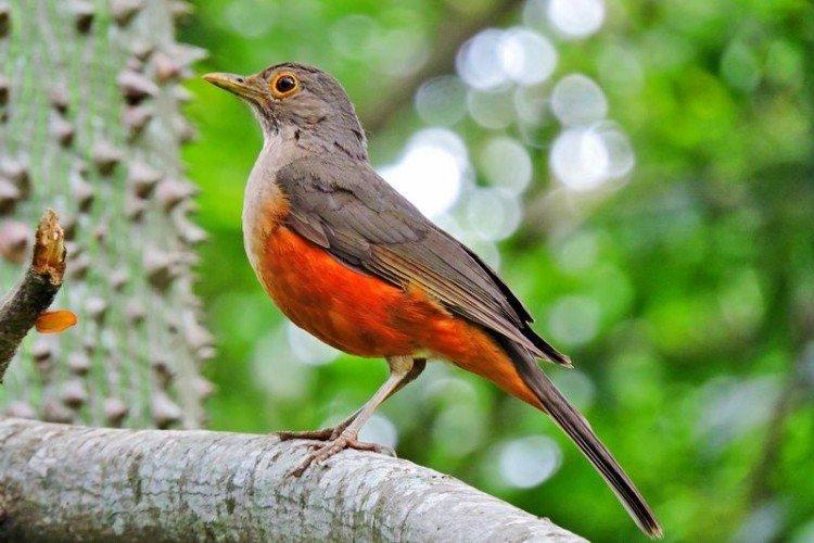 Grives - photo d'oiseau