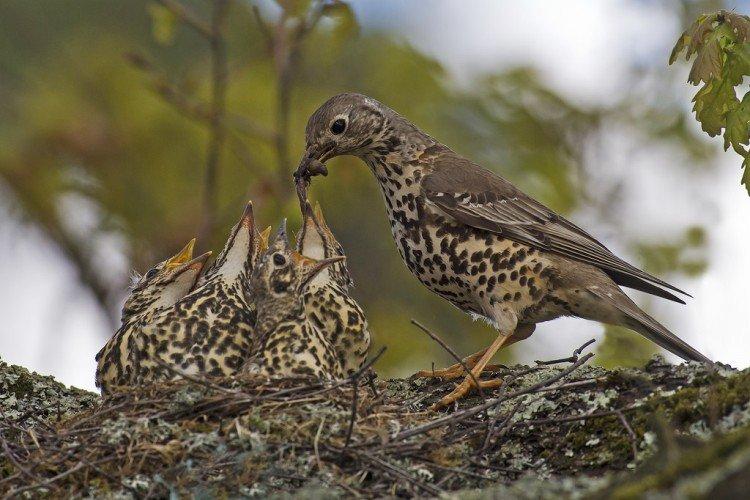 Grives - photo d'oiseau