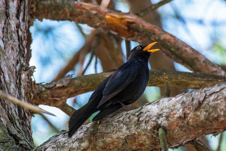 Grives - photo d'oiseau