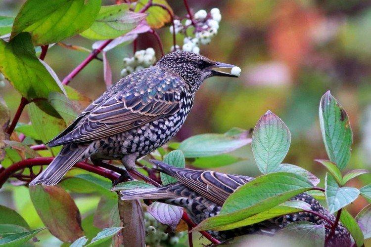 Combien d'étourneaux vivent