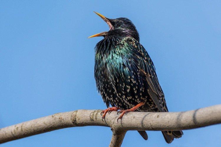 Espèce d'étourneau