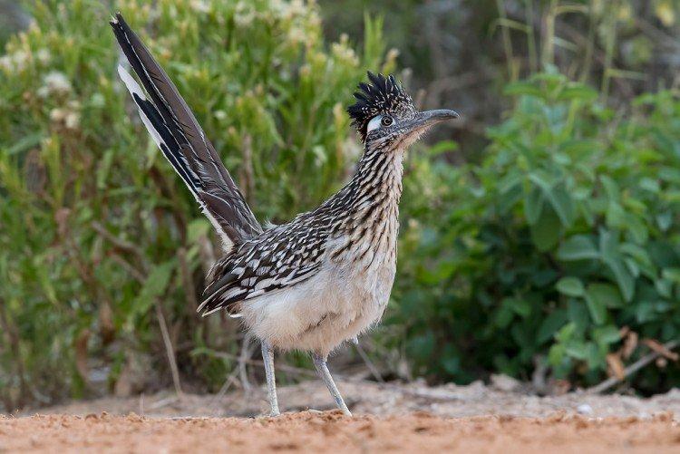Coucous - photo d'oiseau