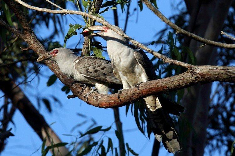 Coucous - photo d'oiseau