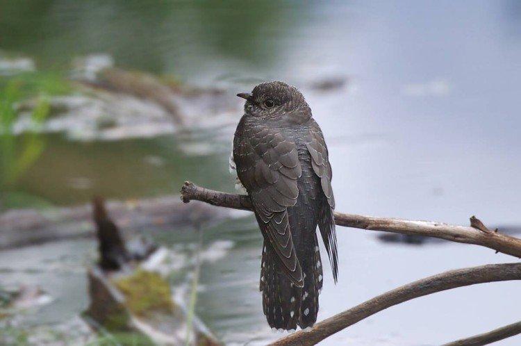 Coucous - photo d'oiseau