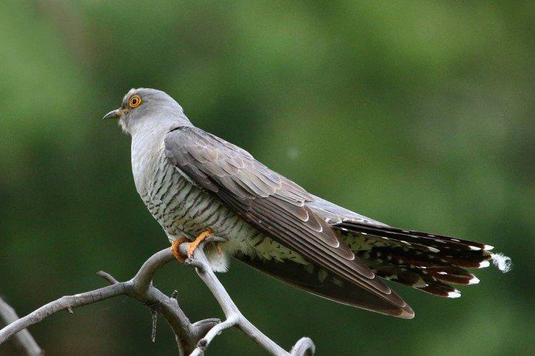 Coucous - photo d'oiseau