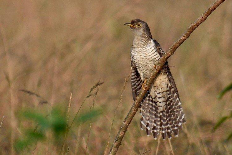 Coucous - photo d'oiseau
