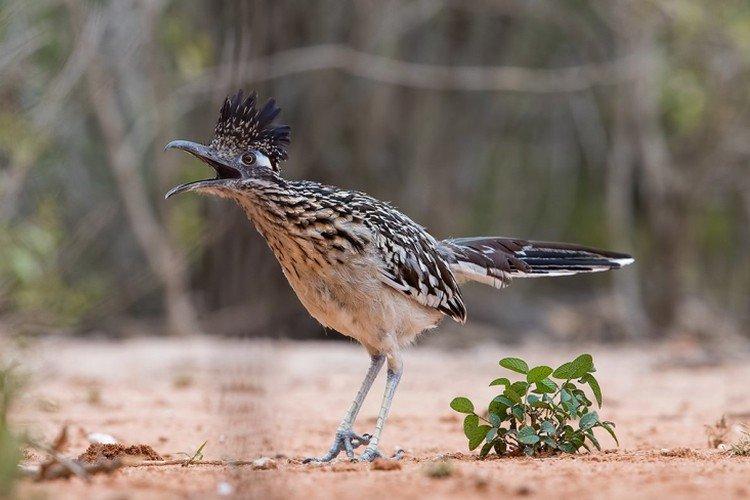Coucous - photo d'oiseau