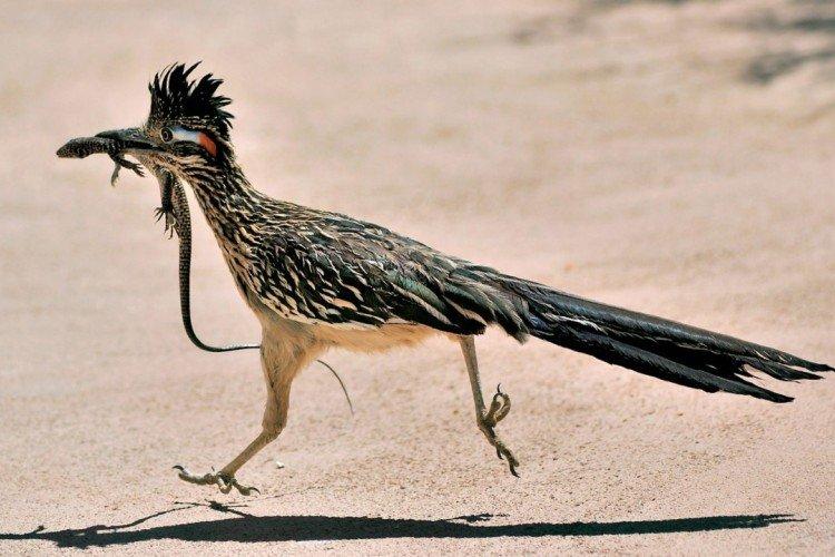 Coucous - photo d'oiseau