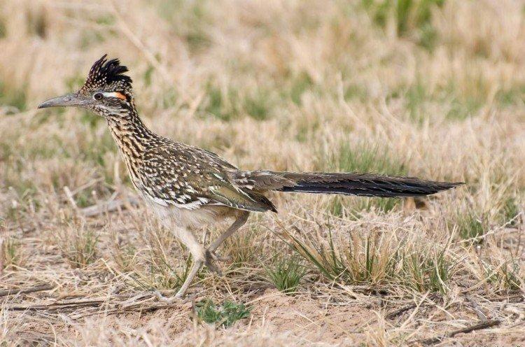 Coucous - photo d'oiseau