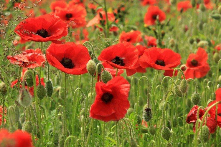 Coquelicot