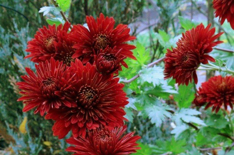 Chrysanthème coréen