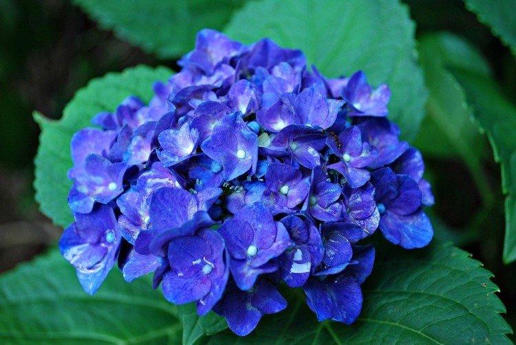 Hortensia