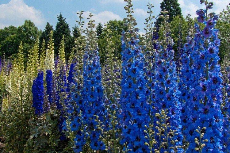 Delphinium