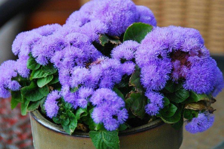 Ageratum