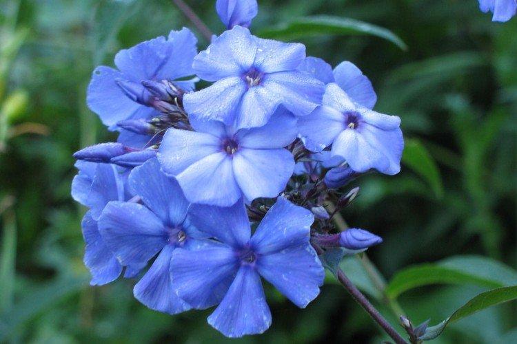 Phlox paniqué