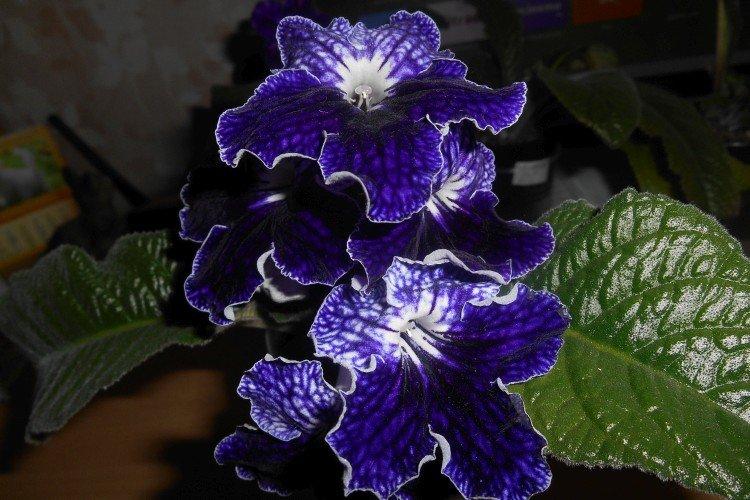 Streptocarpus Rex