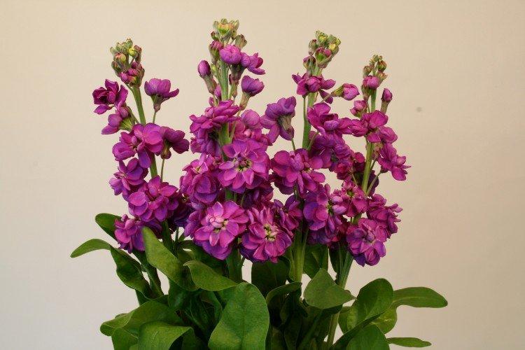 Matthiola pyramidale