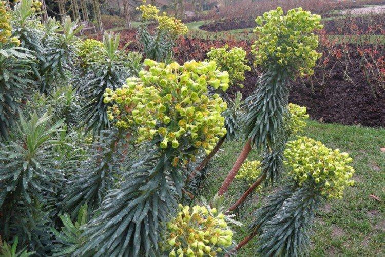 Euphorbe méditerranéenne