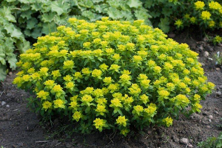 Euphorbe multicolore