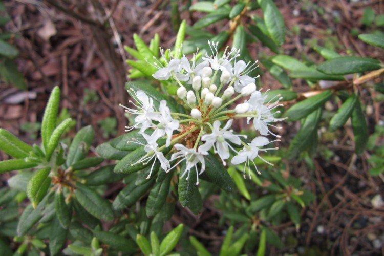 Romarin sauvage à grandes feuilles