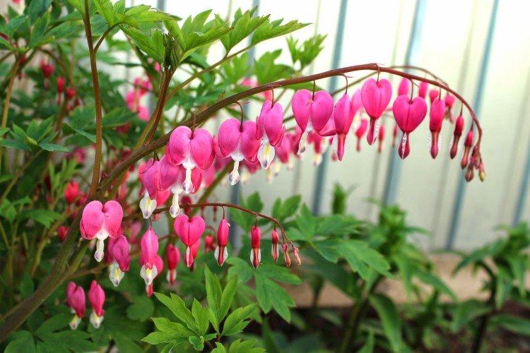 Fleur Coeur Brisé - photo