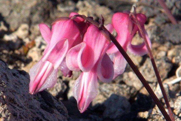 Fleur Coeur Brisé - photo