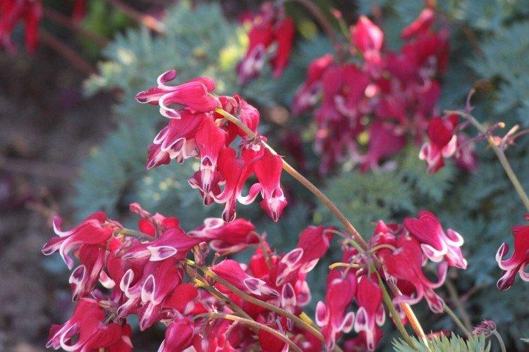 Fleur Coeur Brisé - photo