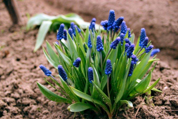 Muscari - photo