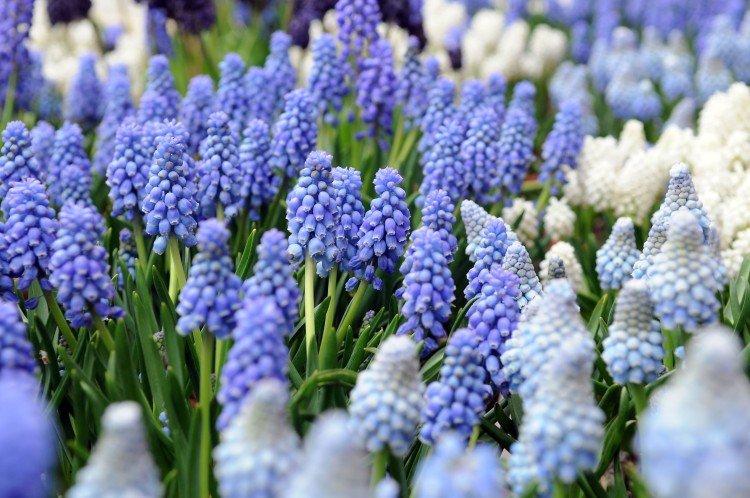 Muscari - photo