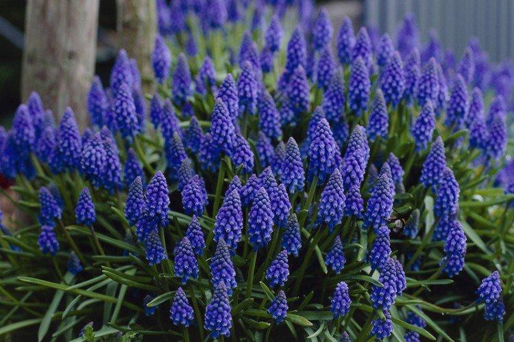 muscari arménien