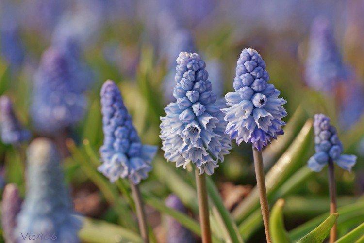 Muscari - photo