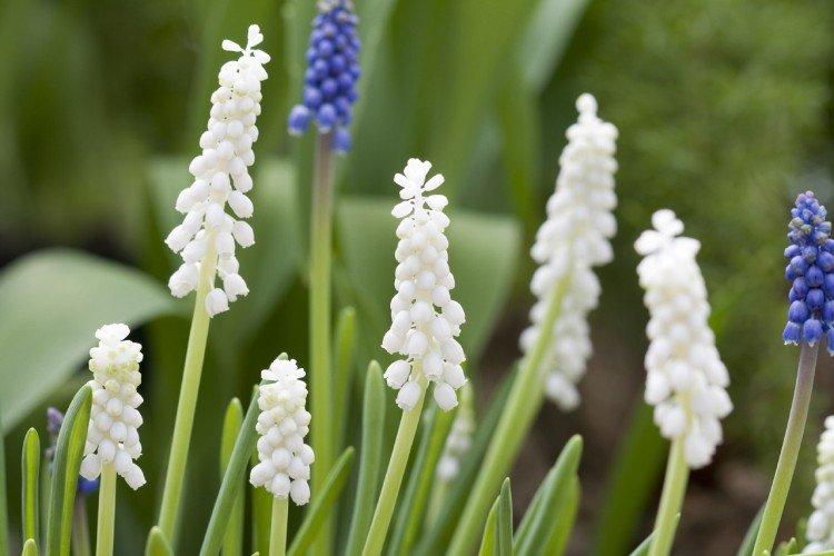 Muscari - photo