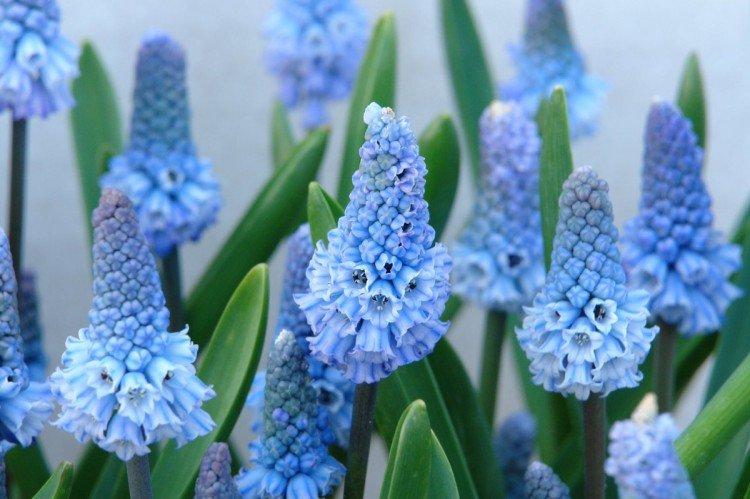 Muscari - photo