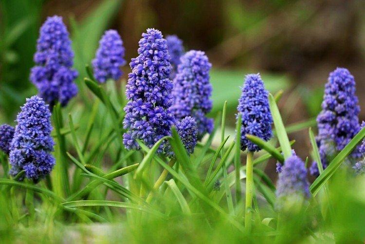 Muscari - photo