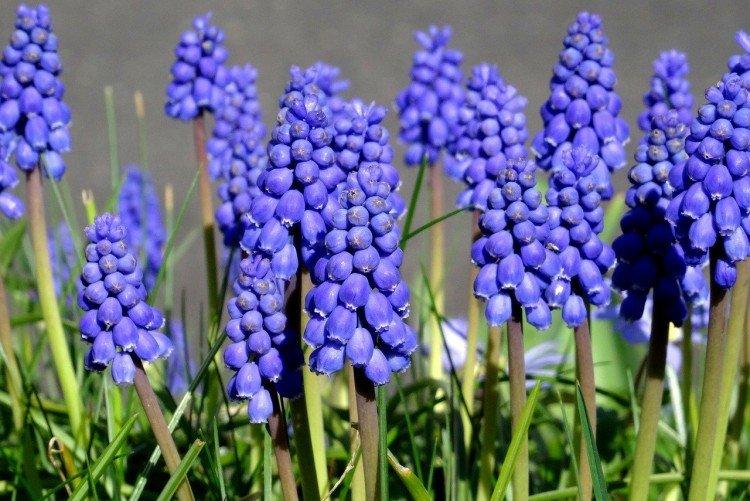 Muscari - photo