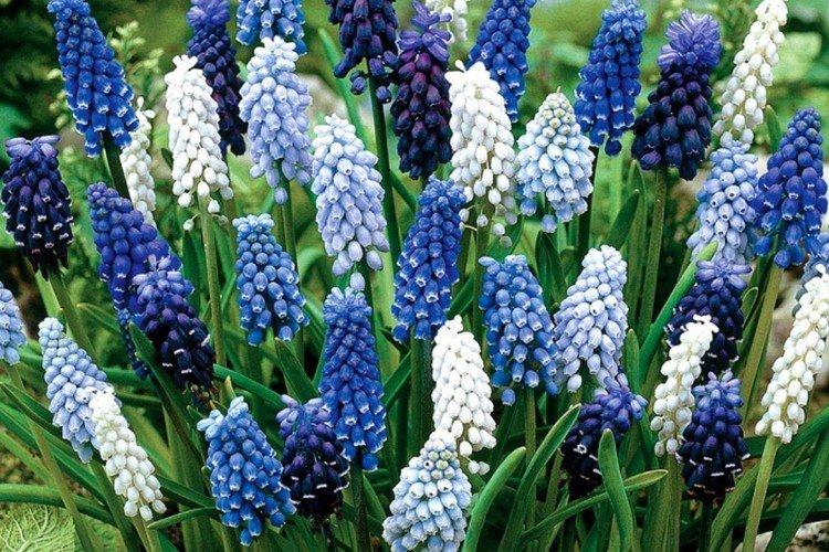 Muscari - photo