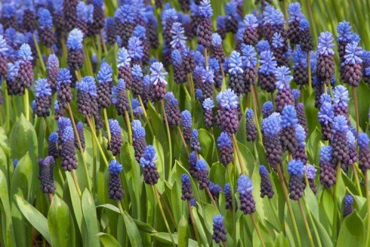 Muscari à feuilles larges