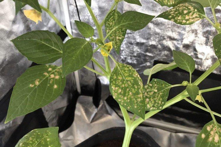 Physalis ravageurs et maladies