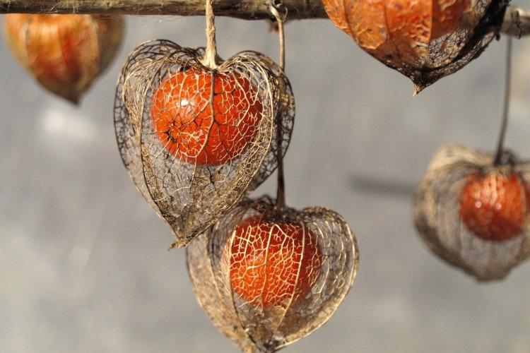 Physalis - photo