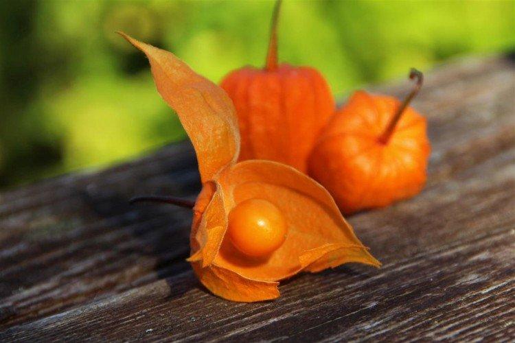 Physalis - photo