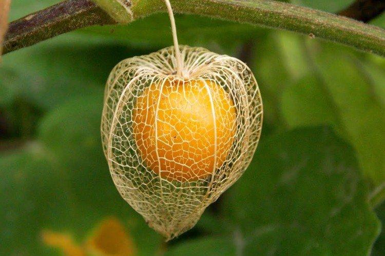 Physalis - photo