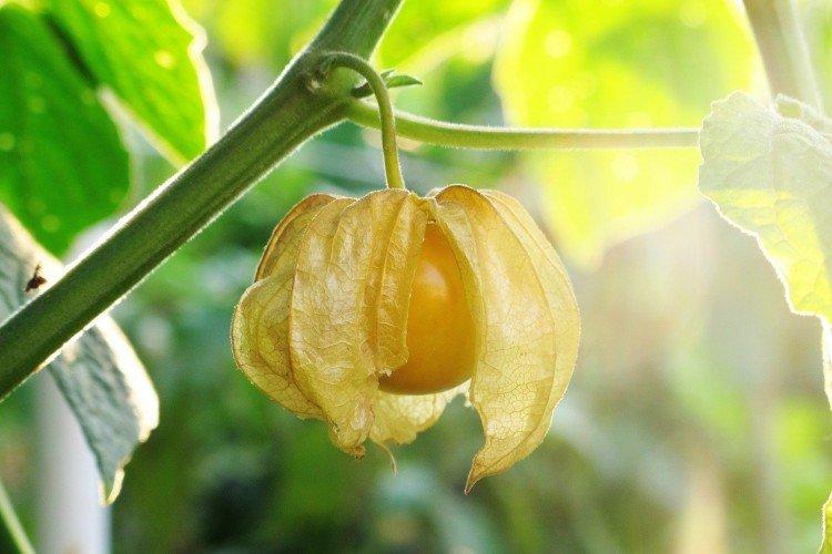 Physalis - photo