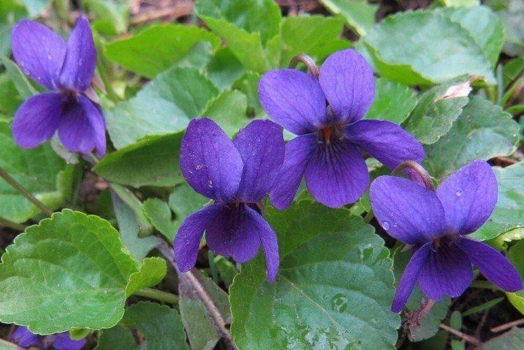 Ravageurs et maladies de la violette