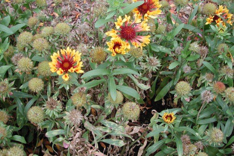 Ravageurs et maladies des Gaillardes