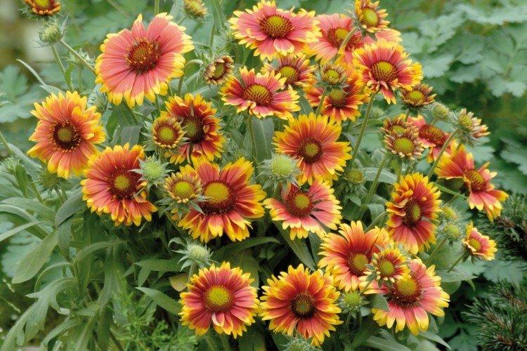 Gaillardie - photo