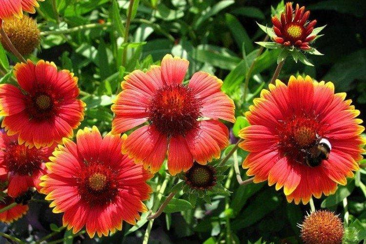 Belle Gaillardie