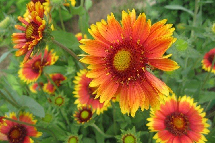 Gaillardie - photo
