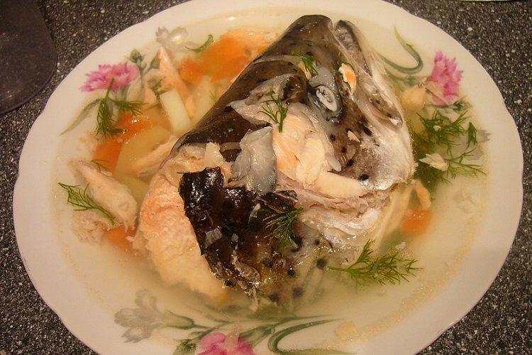 Oreille de la tête, de la crête et de la queue du saumon