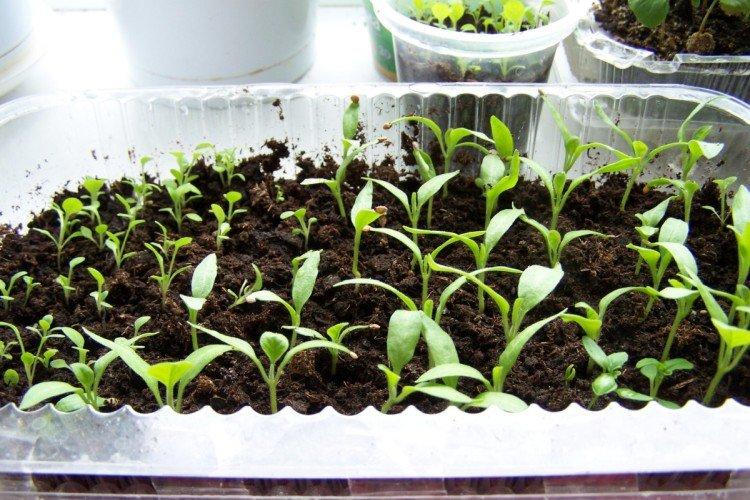 Plantation et sélection