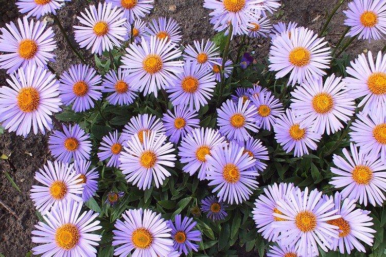 Marguerites - photo